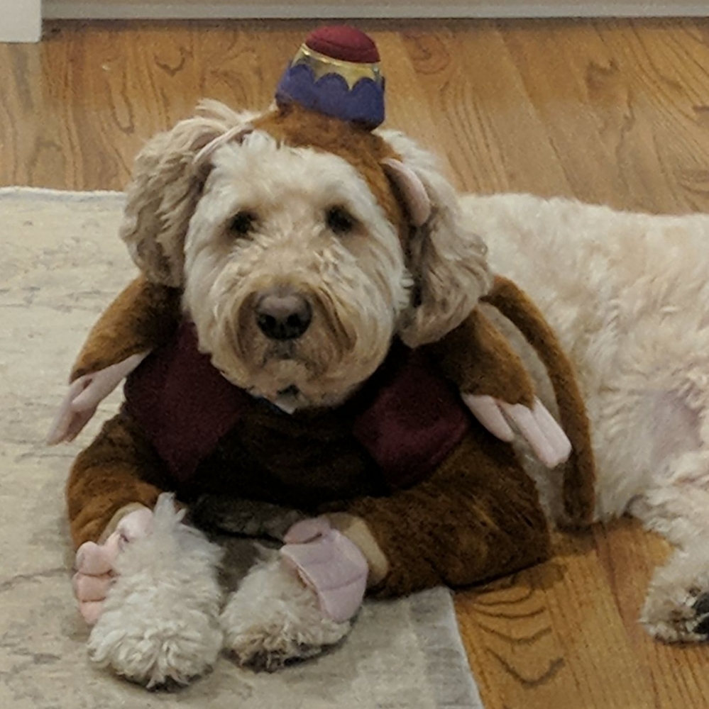 🧞‍♂️🐒🐾